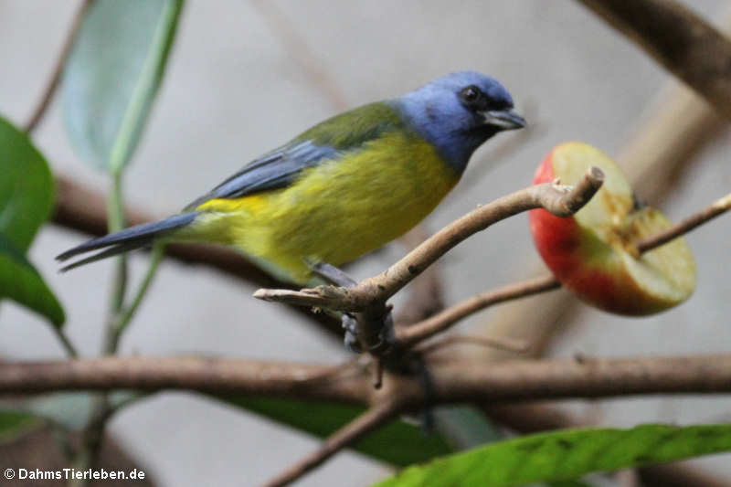 Thraupis bonariensis