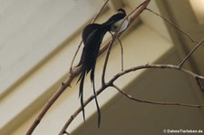 Schmalschwanz-Paradieswitwe (Vidua paradisaea) im Tiergarten Schönbrunn