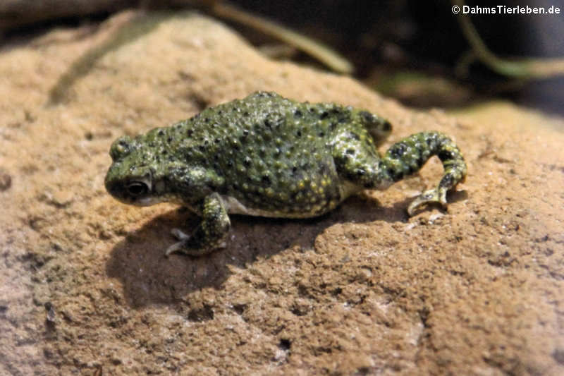 Grüne Kröte (Anaxyrus debilis)