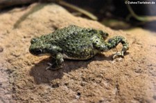 Grüne Kröte (Anaxyrus debilis) im Wüstenhaus Schönbrunn, Wien