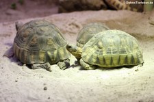 Afrikanische Schnabelbrustschildkröte (Chersina angulata) im Tiergarten Schönbrunn, Wien