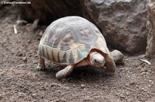 Afrikanische Schnabelbrustschildkröte (Chersina angulata) im Tiergarten Schönbrunn, Wien