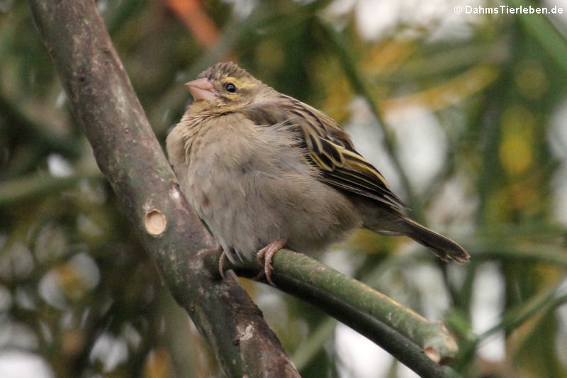 weiblicher Madagaskarweber (Foudia madagascariensis)