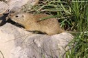 Spermophilus citellus