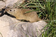 Europäischer Ziesel (Spermophilus citellus) im Wüstenhaus Schönbrunn, Wien