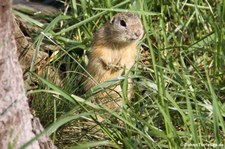 Europäischer Ziesel (Spermophilus citellus) im Wüstenhaus Schönbrunn, Wien