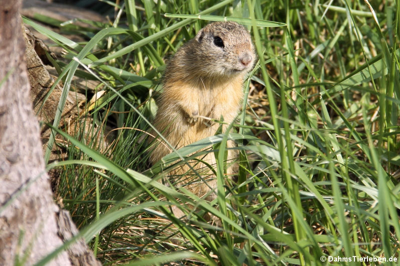 Spermophilus citellus