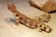 Oman-Dornschwanzagame (Uromastyx thomasi) imTiergarten Schönbrunn, Wien