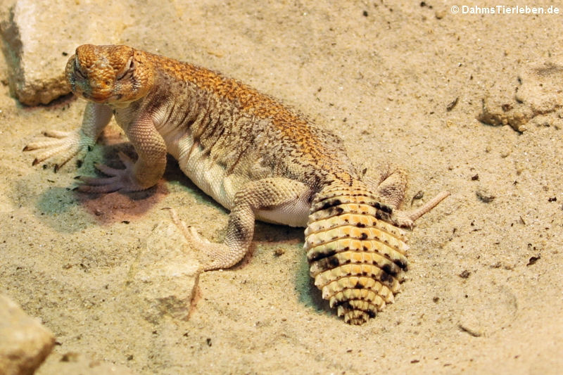 Uromastyx thomas