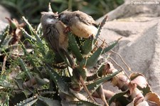 Braunflügel-Mausvögel (Colius striatus) im Wüstenhaus Schönbrunn, Wien