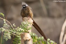 Braunflügel-Mausvogel (Colius striatus) im Wüstenhaus Schönbrunn, Wien