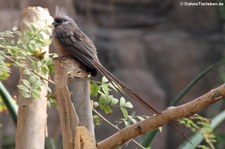 Braunflügel-Mausvogel (Colius striatus) im Wüstenhaus Schönbrunn, Wien