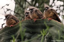 Braunflügel-Mausvögel (Colius striatus) im Wüstenhaus Schönbrunn, Wien