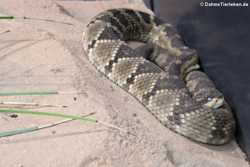 Crotalus molossus-2