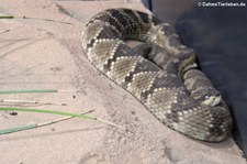 Schwarzschwanz-Klapperschlange (Crotalus molossus) im Tiergarten Schönbrunn, Wien