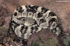 Schwarzschwanz-Klapperschlange (Crotalus molossus) im Tiergarten Schönbrunn, Wien