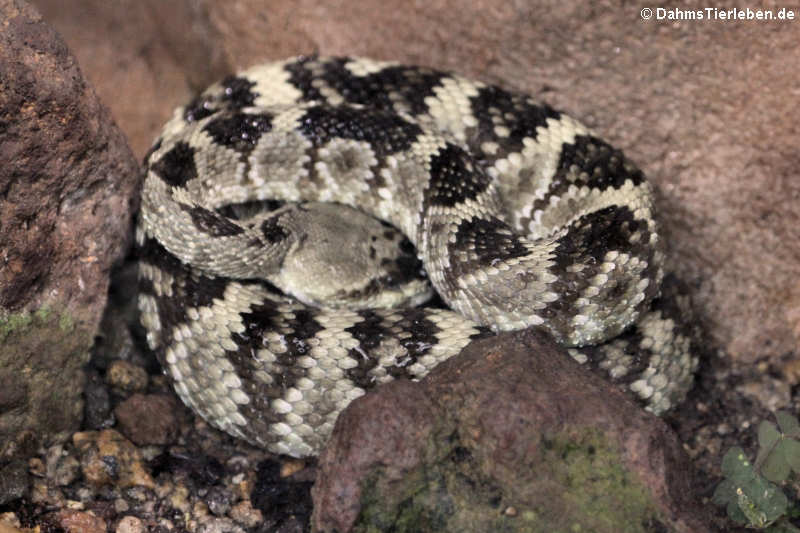 Crotalus molossus