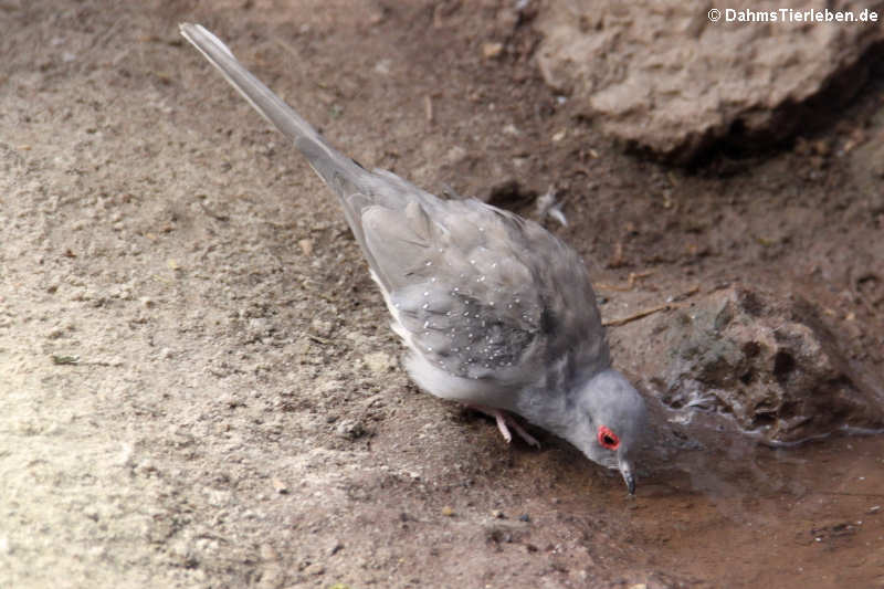 Geopelia cuneata