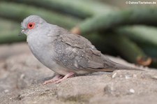 Diamanttäubchen (Geopelia cuneata) im Wüstenhaus Schönbrunn, Wien