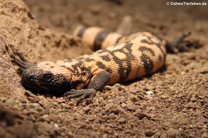 Heloderma suspectum-3