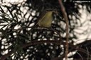 Zosterops palpebrosa (Ganges-Brillenvogel)