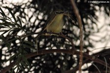 Ganges-Brillenvogel (Zosterops palpebrosus) im Wüstenzoo Schönbrunn, Wien