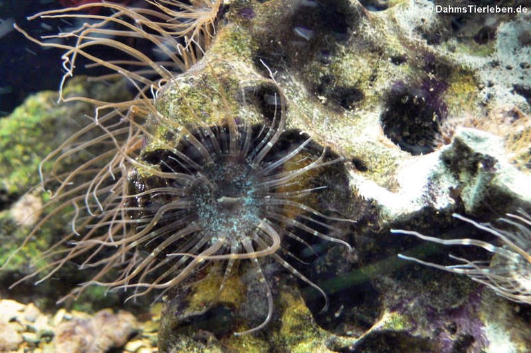 Exaiptasia diaphana