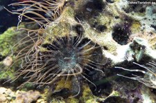 Exaiptasia diaphana-1