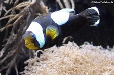 Sattelfleck-Anemonenfisch (Amphiprion polymnus) im Zoo Wuppertal