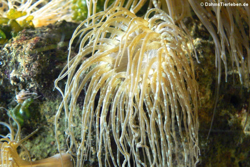 Wachsrose Anemonia sulcata-2