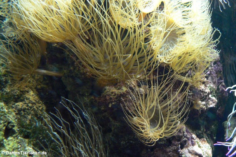 Anemonia sulcata