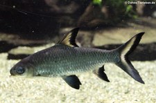  Haibarbe (Balantiocheilos melanopterus ) im Zoo Wuppertal