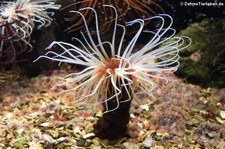 Große Mittelmeer-Zylinderrose (Ceriantharia membranaceus) im Zoo Wuppertal