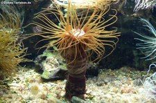 Große Mittelmeer-Zylinderrose (Ceriantharia membranaceus) im Zoo Wuppertal