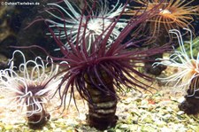 Große Mittelmeer-Zylinderrose (Ceriantharia membranaceus) im Zoo Wuppertal