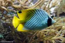 Fadenschmetterlingsfisch (Chaetodon auriga) im Zoo Wuppertal