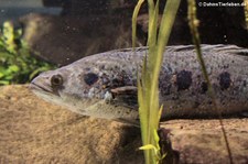 Augenfleck-Schlangenkopffisch (Channa pleurophthalma) im Zoo Wuppertal