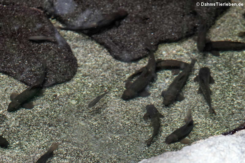 Rötliche Saugbarben Garra rufa-1