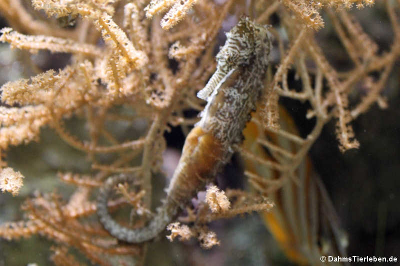 Zebraschnauzen-Seepferdchen Hippocampus barbouri-1