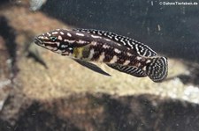 Schachbrett-Schlankcichlide (Julidochromis marlieri) im Zoo Wuppertal