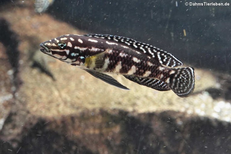 Julidochromis marlieri