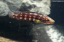 Schachbrett-Schlankcichlide (Julidochromis marlieri) im Zoo Wuppertal