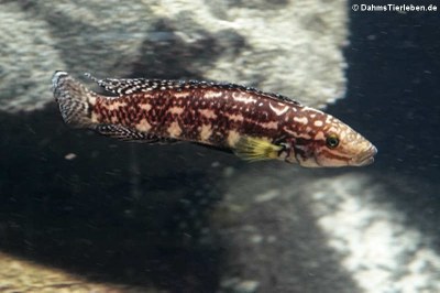 Schachbrett-Schlankcichlide (Julidochromis marlieri)
