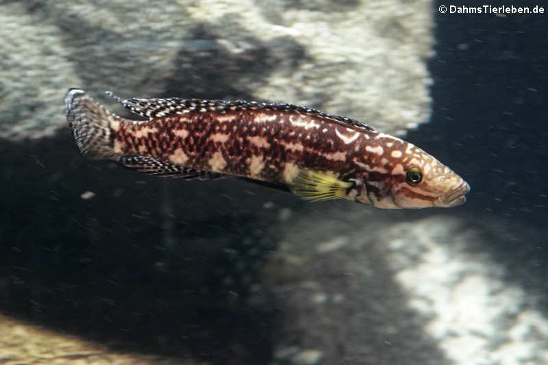 Julidochromis marlieri