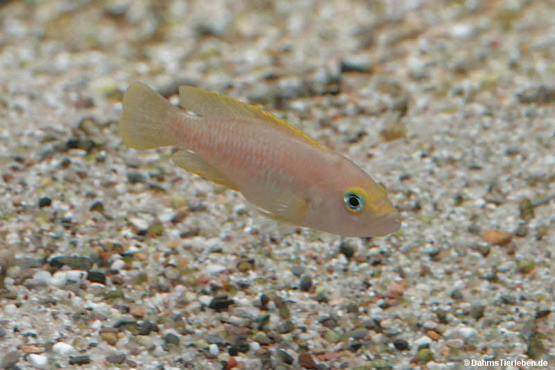 Prinzessin von Burundi Neolamprologus brichardi-1