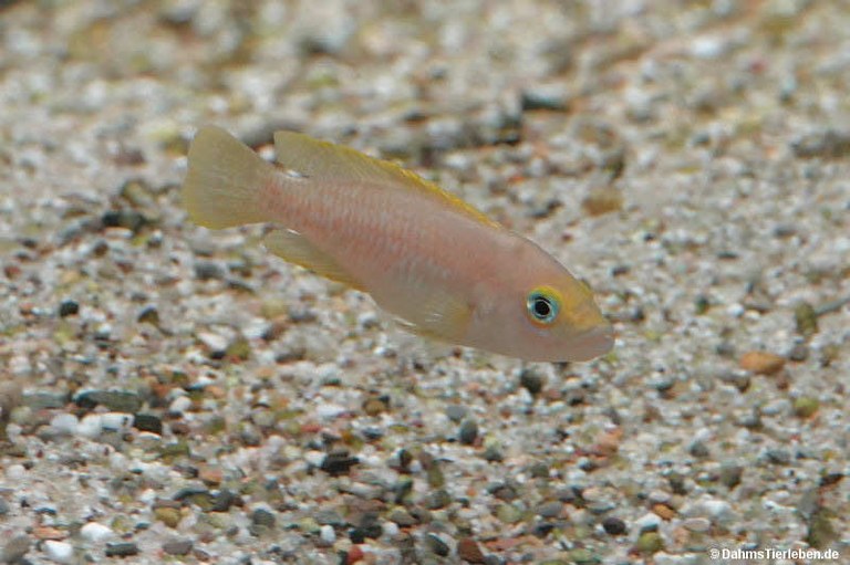 Neolamprologus brichardi