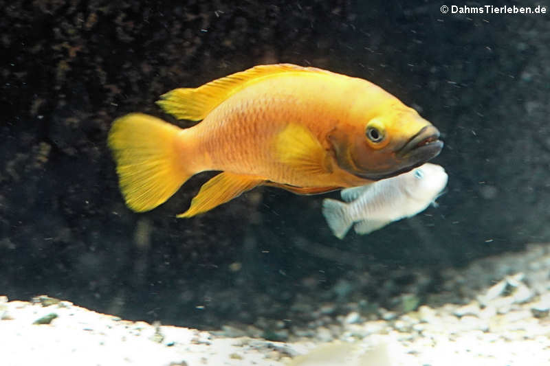 Tanganjika-Goldcichlide Neolamprologus leleupi-2