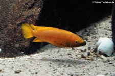 Tanganjika-Goldcichlide (Neolamprologus leleupi) im Zoo Wuppertal