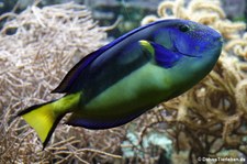 Paletten-Doktorfisch (Paracanthurus hepatus) im Zoo Wuppertal