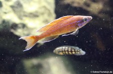 Kärpflingsbuntbarsch (Paracyprichromis nigripinnis) im Zoo Wuppertal